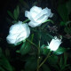 Rosa Blancas Con Luz Solar x3 Rosa Blancas Con Luz Solar x3