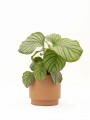 CALATHEA CON MACETA CERAMICA TERRACOTA