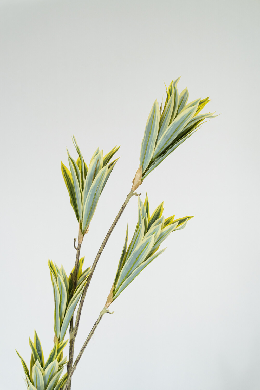 Planta Bambú Color Unico