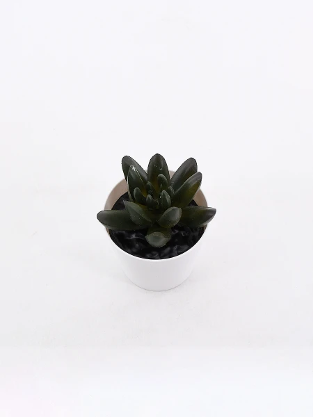 SUCULENTA SUCCA VERDE