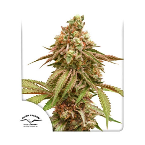 TROPICAL TANGIE TROPICAL TANGIE