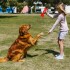 JUEGUETE HUESO TORNEADO CHIFLE PARA PERRO JUEGUETE HUESO TORNEADO CHIFLE PARA PERRO