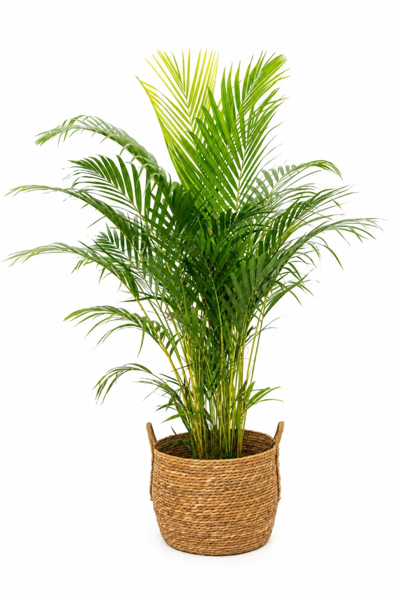 PALMERA ARECA EN CANASTO 