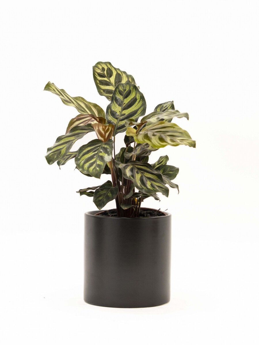 CALATHEA CON MACETA CERAMICA NEGRA