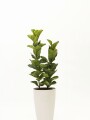 FICUS LYRATA 2 RAMAS CON PORTA MACETA BLANCO FICUS LYRATA 2 RAMAS CON PORTA MACETA BLANCO