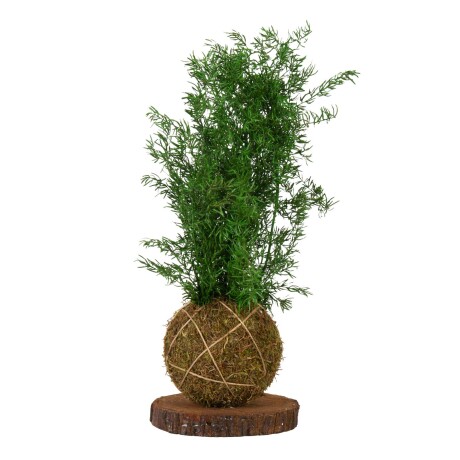 PLANTA NATURAL VERDE KOKEDAMA ASPARGUS