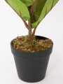 Planta Higuera 70cm Color Unico
