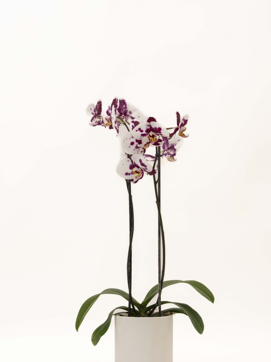 ORQUIDEA CON MACETA MINIMALISTA BLANCA