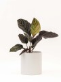 CALATHEA CON MACETA CERAMICA BLANCA