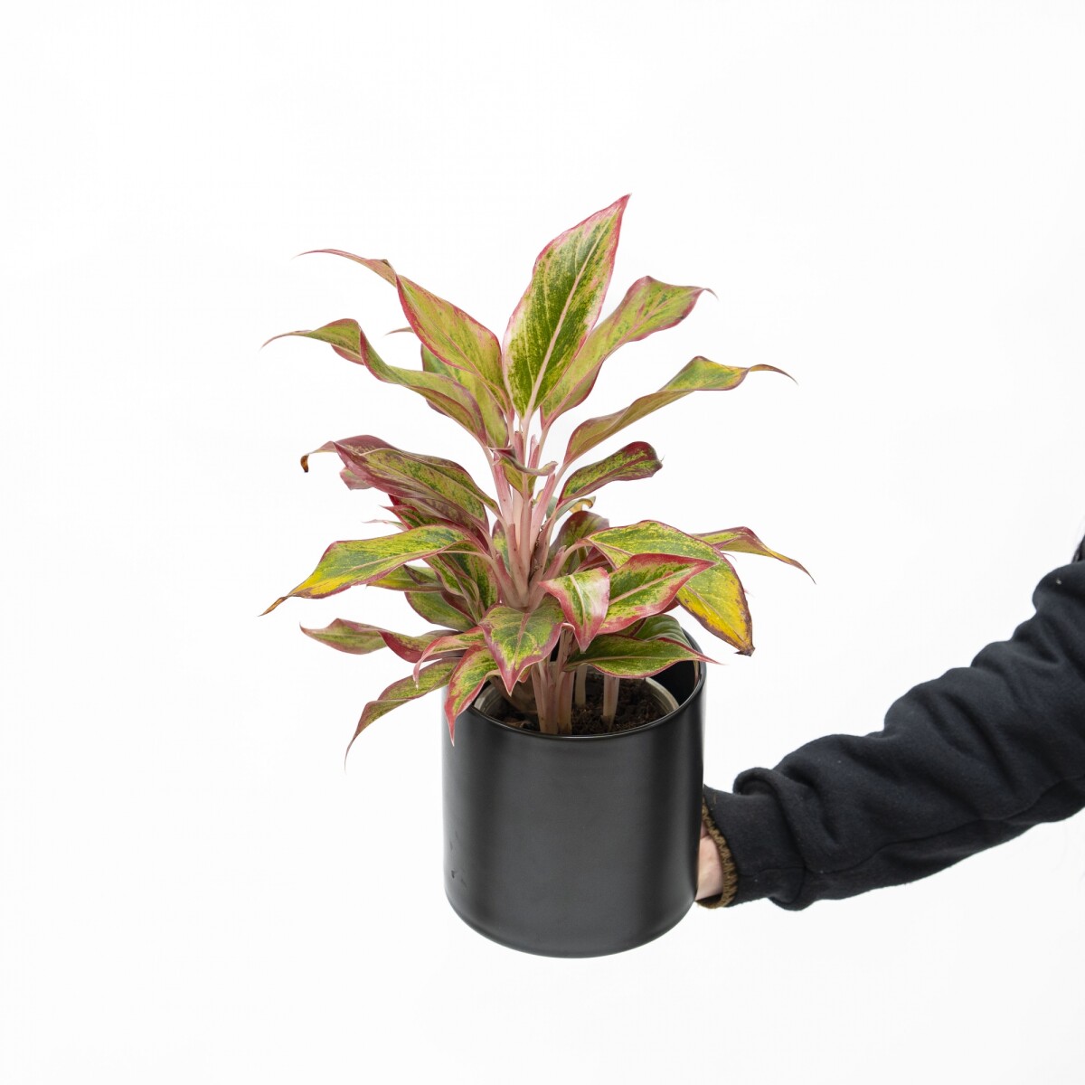 AGLONEMA VARIADA CON MACETA CERAMICA 