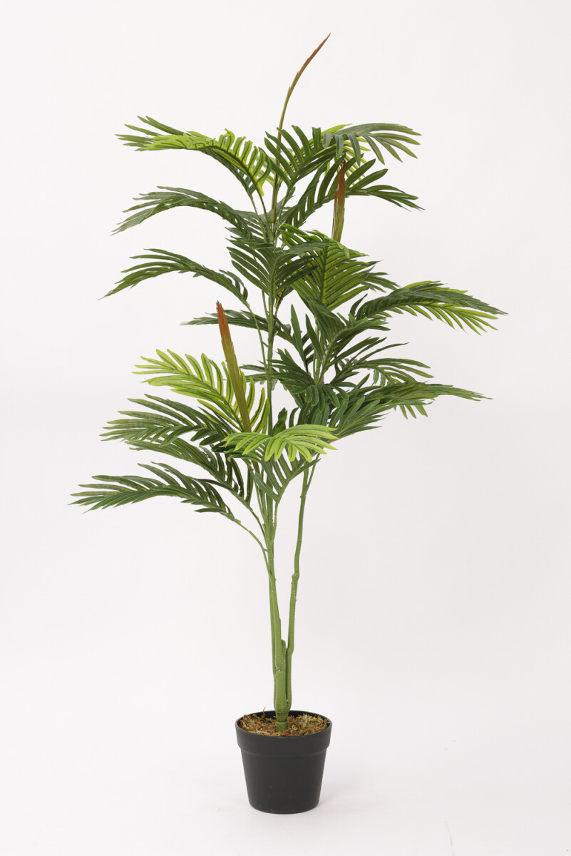 Planta Palmera Areca 85cm - Color Unico 