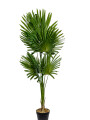 Planta Palmera Livistona 120cm Color Unico