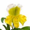 ORQUÍDEA PAPHIOPEDILUM AMARILLOS