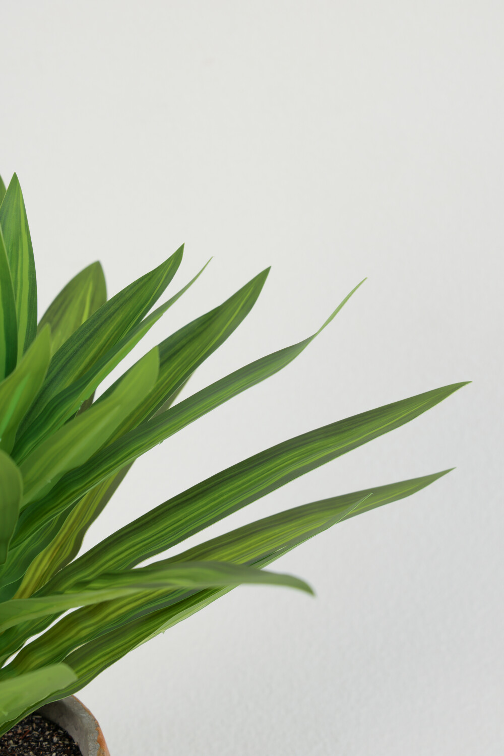 Planta Dracaena Fragrans 25cm Color Unico