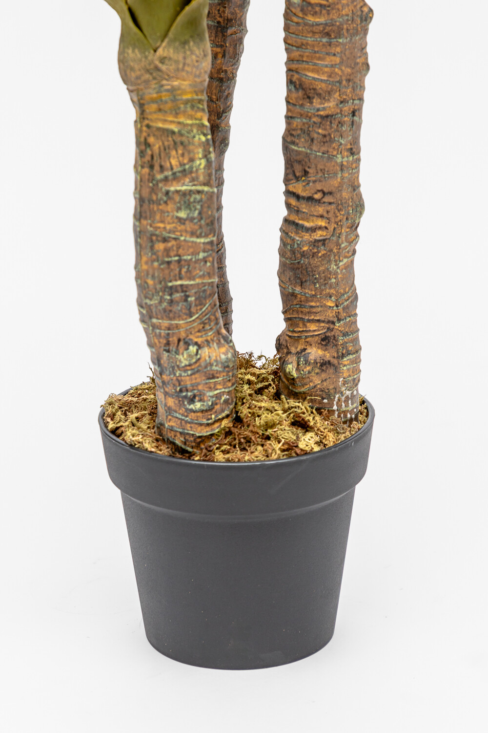 Planta Gladiolo Color Unico