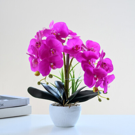 Orquidea Con Maceta Blanca Fucsia