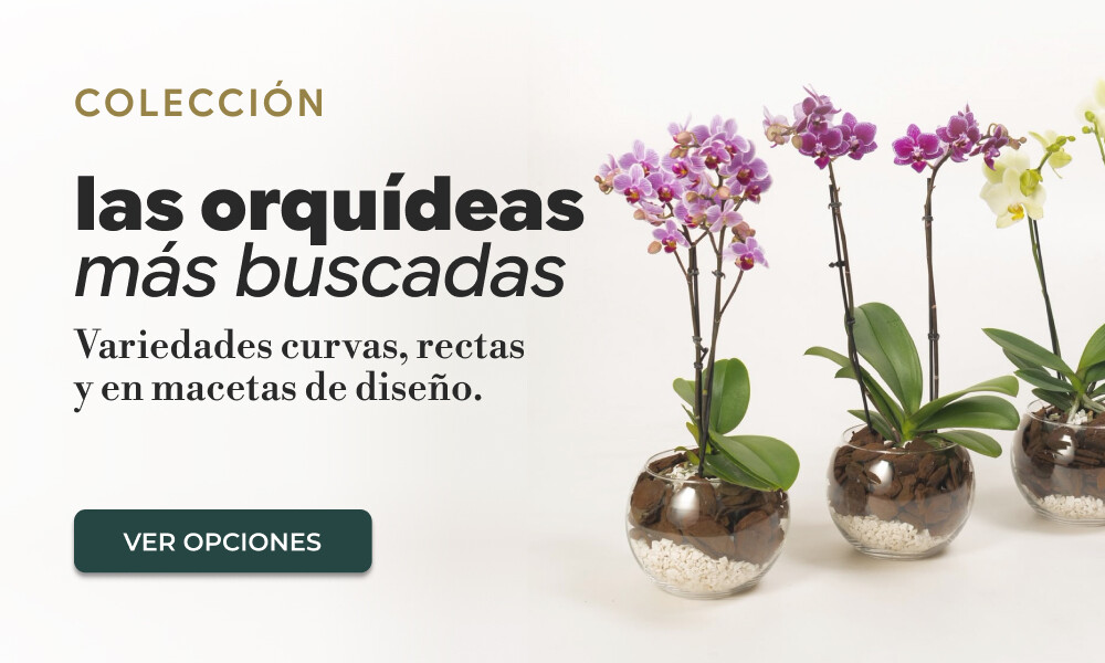 Orquídeas