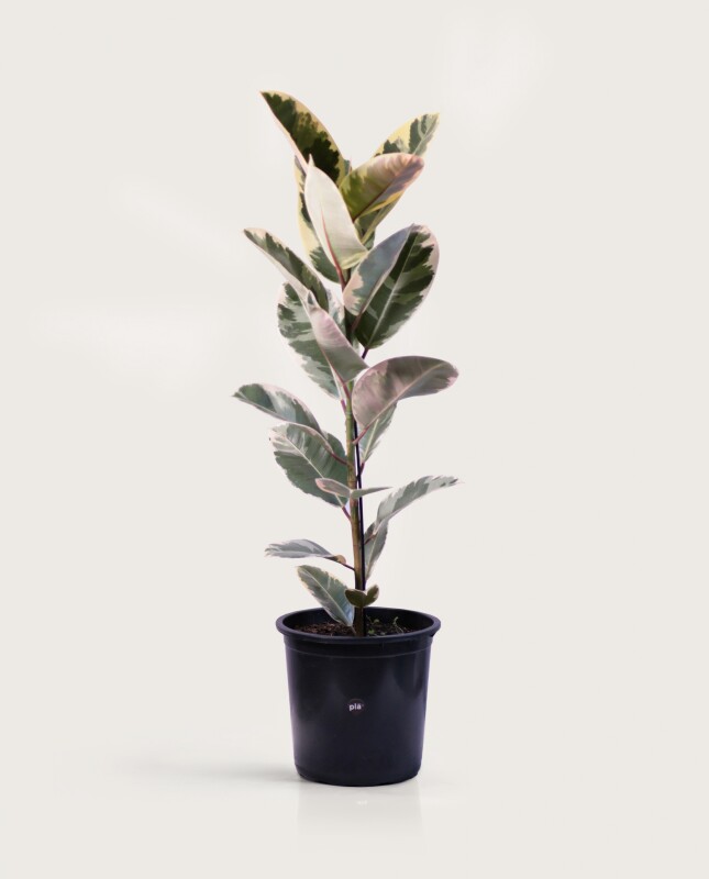 Ficus Elástica XL - Variegado - H: 1m Ficus Elástica XL - Variegado - H: 1m