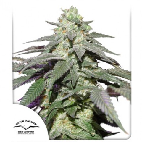 AUTO - SKYWALKER HAZE® X3 UNIDADES AUTO - SKYWALKER HAZE® X3 UNIDADES