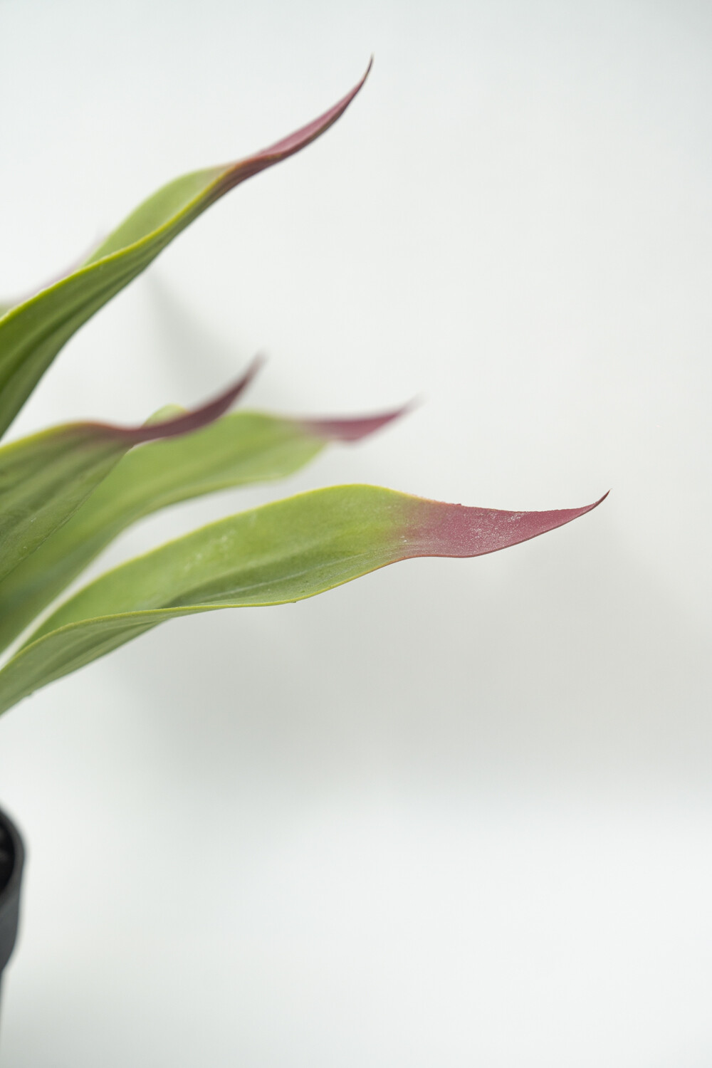 Planta Gasteria Color Unico