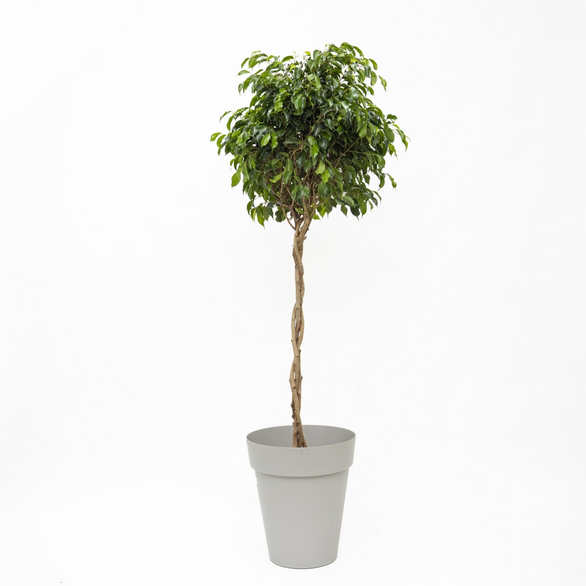 FICUS BENJAMINA TOPEADO CON MACETA 