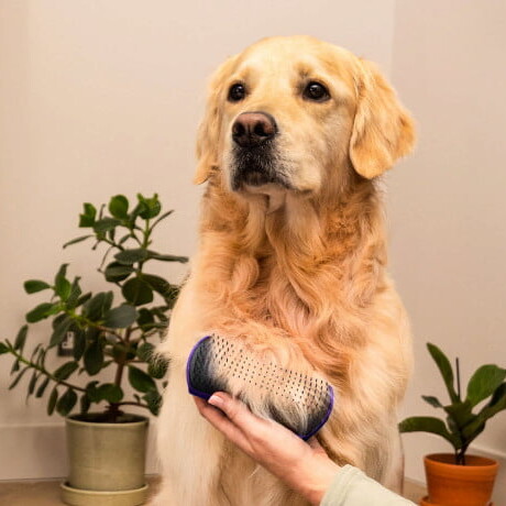 Tangle Teezer Cepillo de Pelo para Mascotas De-Shedding Dog Brush Purple Tangle Teezer Cepillo de Pelo para Mascotas De-Shedding Dog Brush Purple