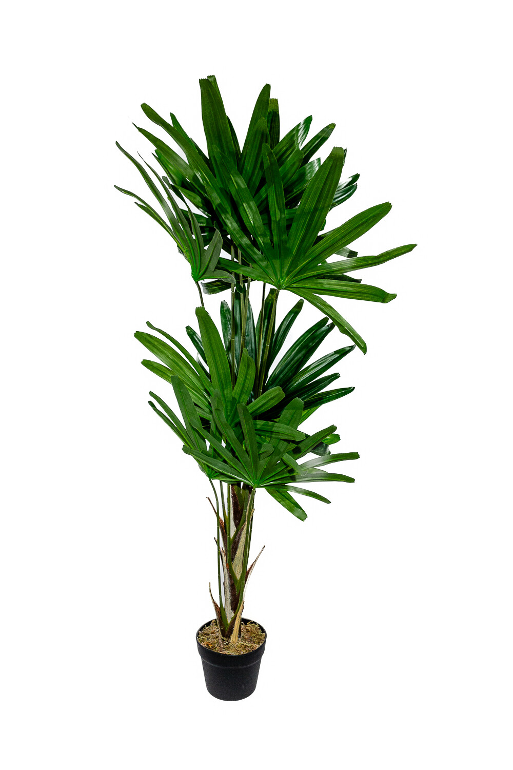 Planta Palmera China 120cm Color Unico