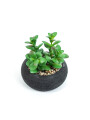 Planta Quovi Estampado 1