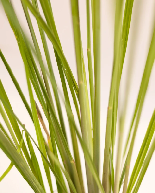 Paspalum Haumanii M - H: 90cm