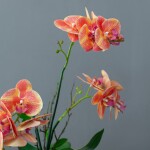 ORQUIDEA COLOR ARTIFICIAL C/BASE 26x13x60CM ORQUIDEA COLOR ARTIFICIAL C/BASE 26x13x60CM
