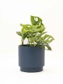 MONSTERA ADANSONII CON MACETA CERAMICA AZUL