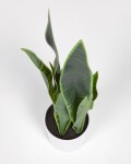 Planta artificial Sansevieria con maceta blanco 55 cm Planta artificial Sansevieria con maceta blanco 55 cm