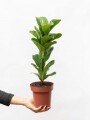 FICUS LYRATA BABY FICUS LYRATA BABY