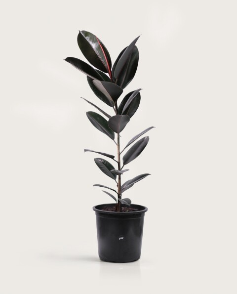 Ficus Elástica XL - Negro - H: 1m Ficus Elástica XL - Negro - H: 1m