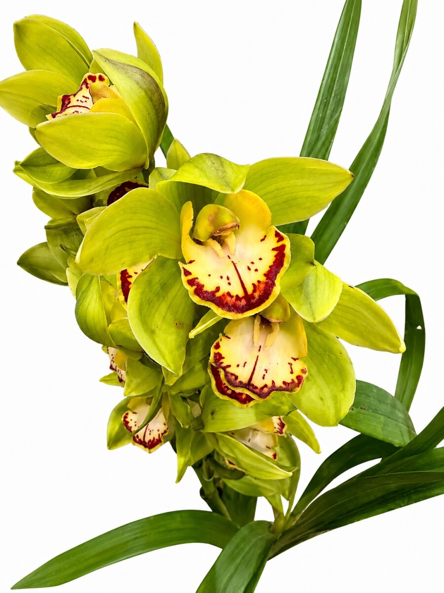 ORQUIDEA CYMBIDIUM ORQUIDEA CYMBIDIUM