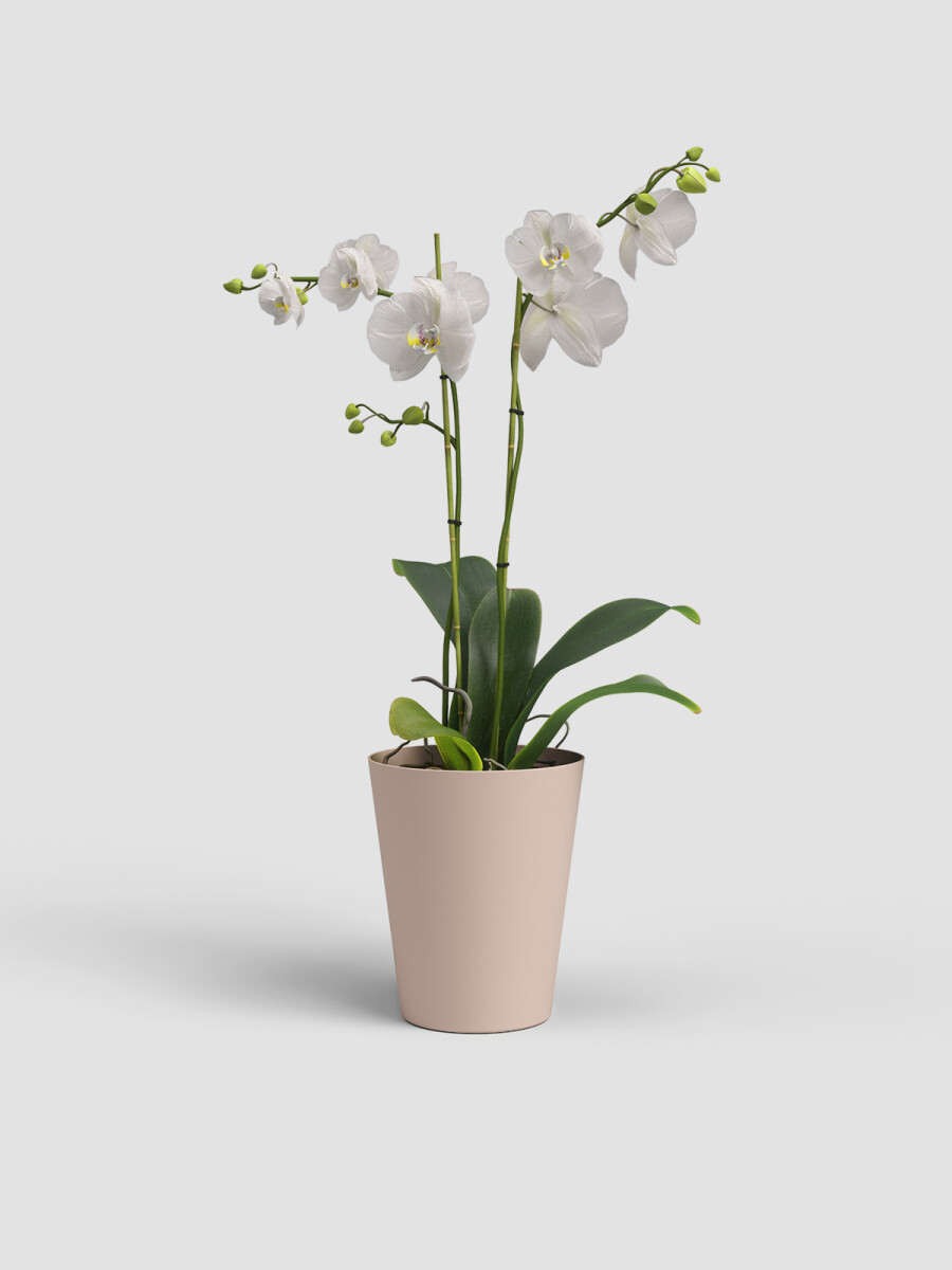 MACETA DE ORQUÍDEA PORTO ROSA