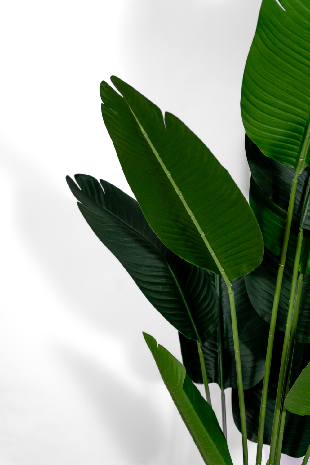 Planta Platano 160cm Color Unico