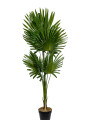 Planta Palmera Livistona 120cm Color Unico