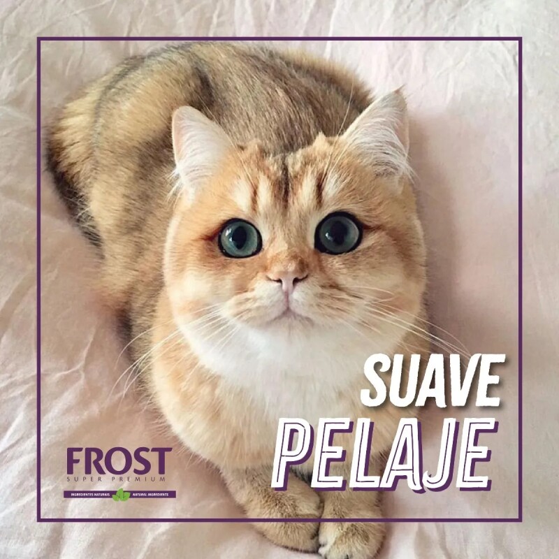 FROST GATOS ADULTOS Y/O CASTRADOS 7.5 + 1 KG GRATIS + PATE + PLATO DE REGALO