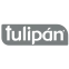 Tulipán