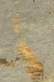 Matera de Cuero con detalles metalizados con Estructura Integral de Madera Dorado