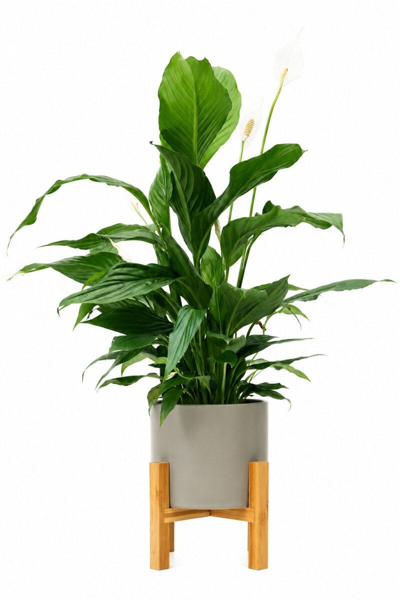 LIRIO DE LA PAZ EN MACETA CERAMICA CON SOPORTE - GRIS 
