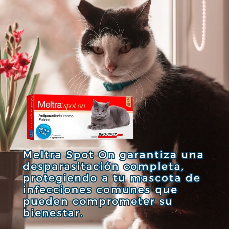 MELTRA SOPOT ON ANTIPARASITARIO INTERNO EN FORMA DE PIPETA PARA GATOS DE 4 A 8 KG MELTRA SOPOT ON ANTIPARASITARIO INTERNO EN FORMA DE PIPETA PARA GATOS DE 4 A 8 KG