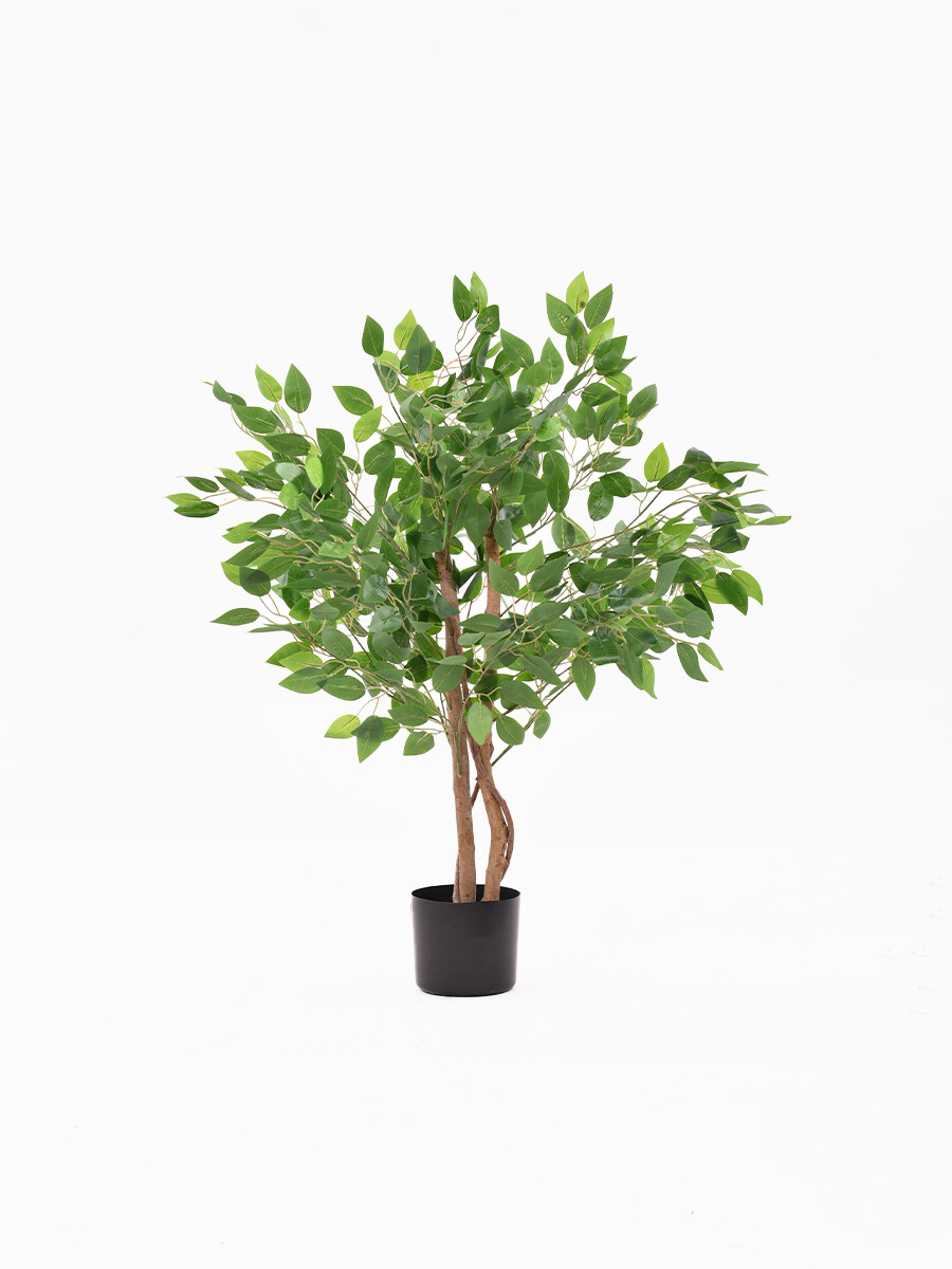 PLANTA ARBOLITO - VERDE 