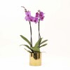 ORQUIDEA CON MACETA MINIMALISTA DORADA