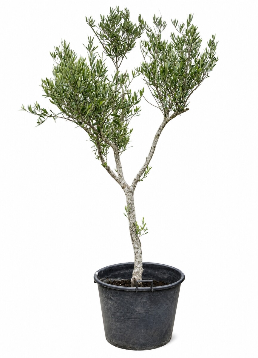 OLIVO XXL ARBOL 
