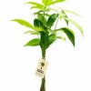 MONEY TREE (PACHIRA AQUATICA)EN MACETA CERAMICA GRIS