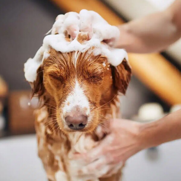 Shampoo Neutro Perro Gato Mascotas Up Clean 750Ml Limpieza Shampoo Neutro Perro Gato Mascotas Up Clean 750Ml Limpieza