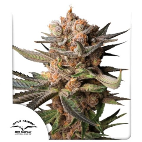 AUTO FROZEN BISCOTTI X3 AUTO FROZEN BISCOTTI X3