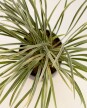 Liriope Variegado - H:30cm